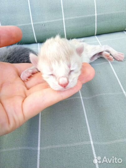 Котята курильского бобтейла