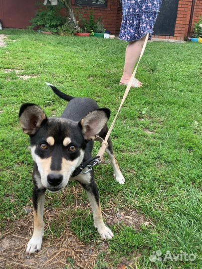 Собака, мальчик