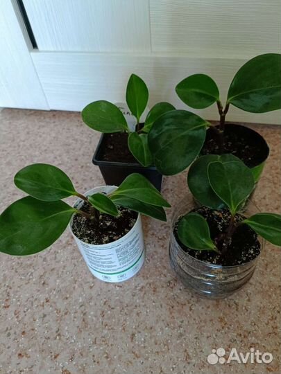 Пилея, Пеперомия