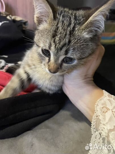Котенок