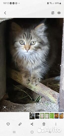 Кошечка в добрые руки