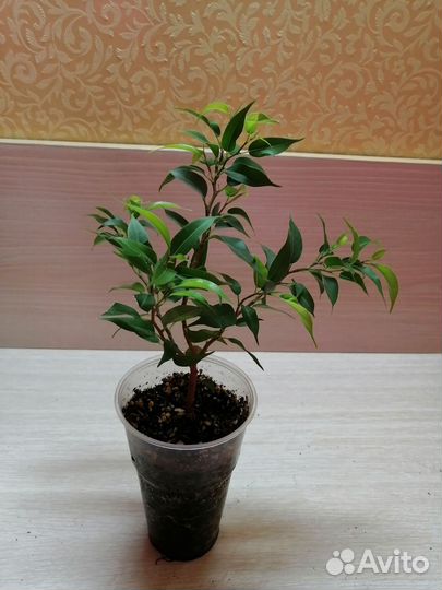 Фикусы, драцены, фил, сцин, гибискус