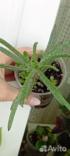 Кактусы суккуленты каменная роза