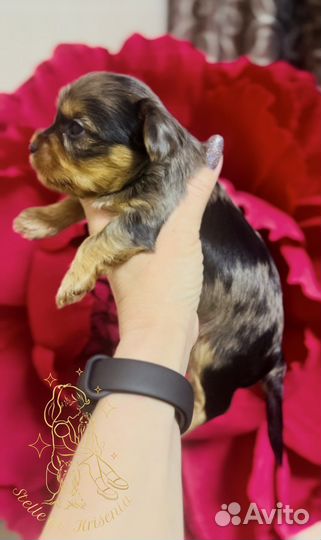 Йоркширский терьер,цветной йорк,бивер,мраморный