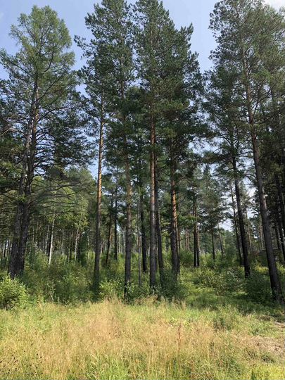 Участок 30 сот. (СНТ, ДНП)