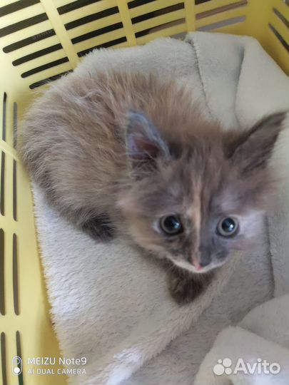 Особенный котенок