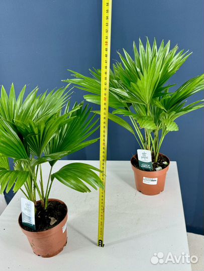 Пальма ливистона ротундифолия. Веерная пальма