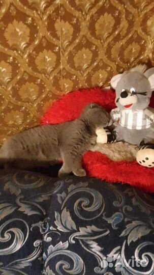 Шотландский кот вязка