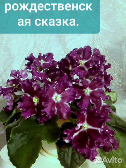 Фиалки сортовые