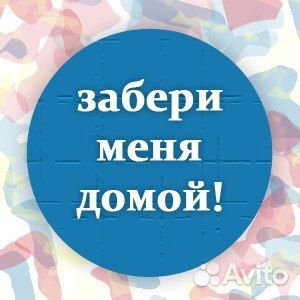 Отдам красотку