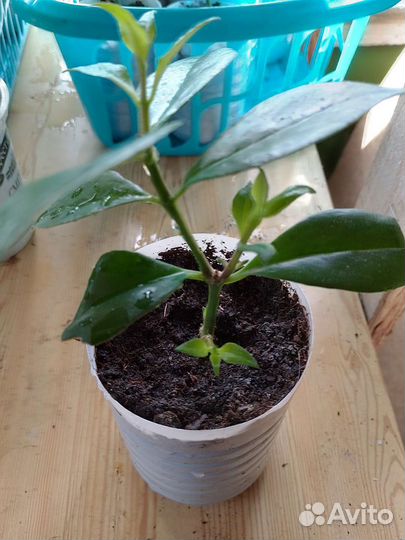 Эсхинантус