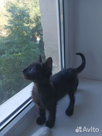 Чёрный Котик с особенностями ищет дом