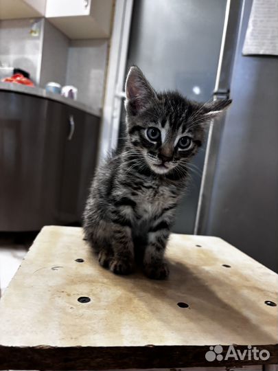 Котёнок мальчик