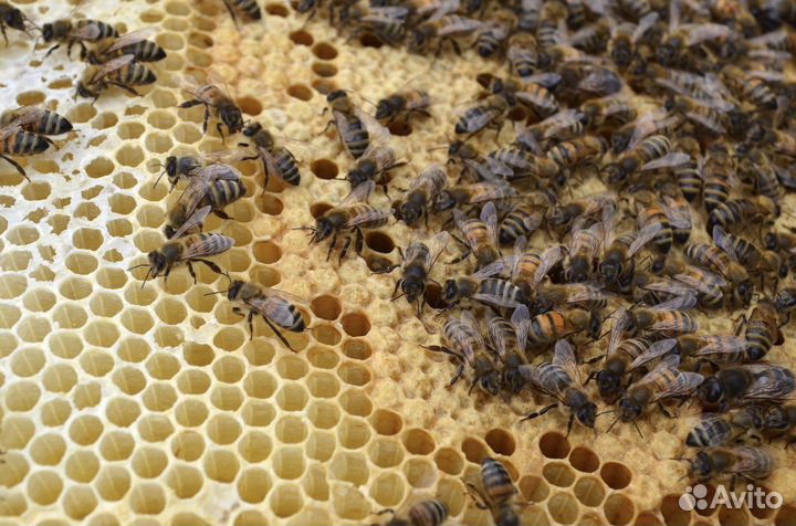 Мед Мёд натуральный с собственной пасеки