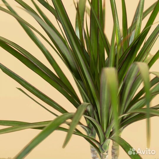 Комнатное растение драцена домашняя