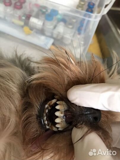 Ультразвуковая чистка зубов собакам