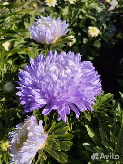 Хризантеллы