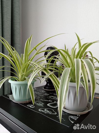 Хлорофитум