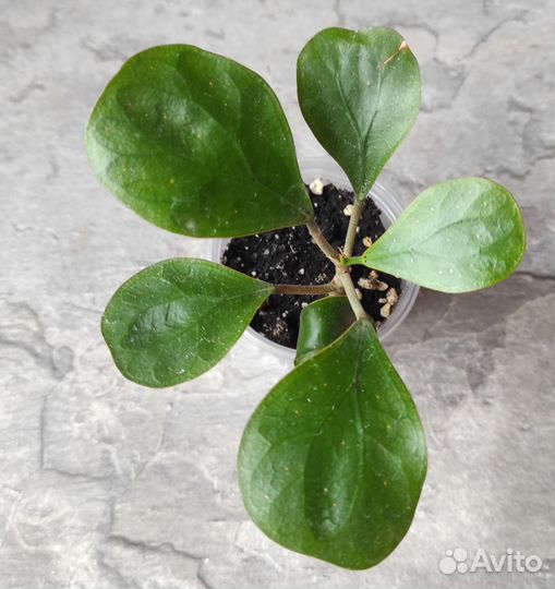 Фикус дельтовидный голден ливз