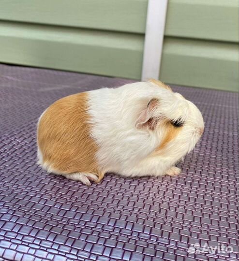 Морские свинки