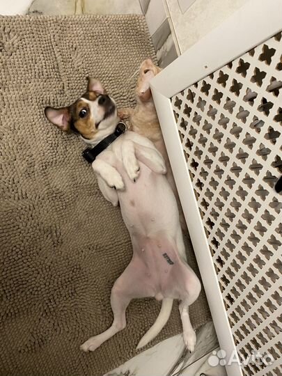 Парсон Рассел терьер