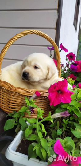 Щенки лабрадора РКФ