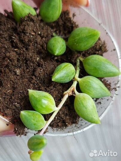 Senecio Herreianus var