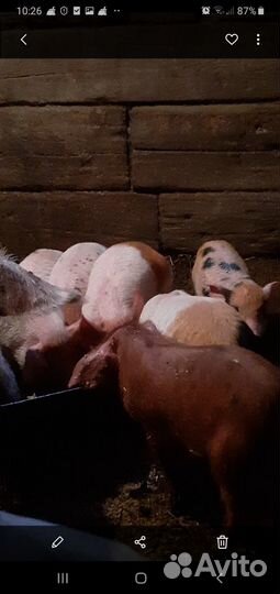 Поросенок ландрас с белой русской
