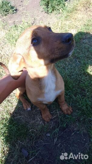 Собака в добрые руки щенок