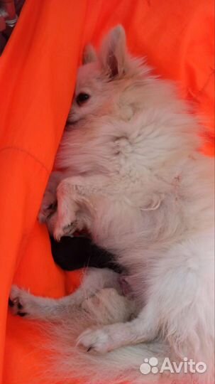 Померанский шпиц мини щенок