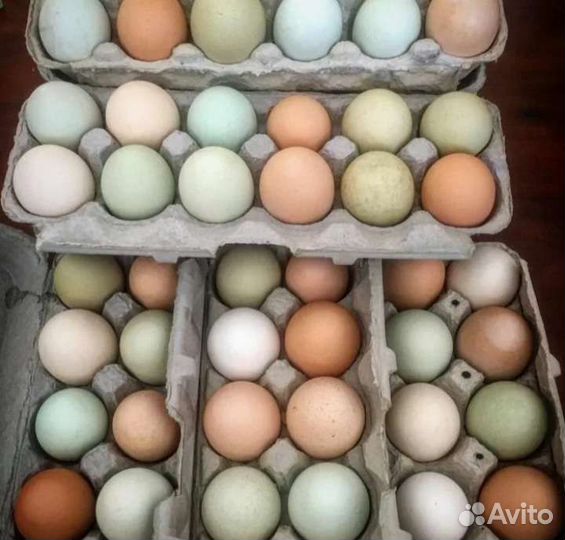 Яйцо под инкубацию