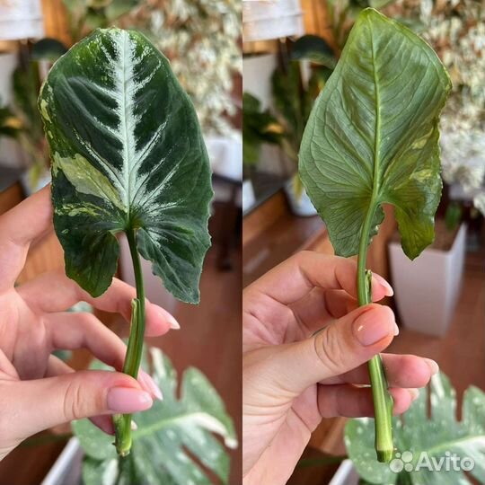 Сингониум яичница