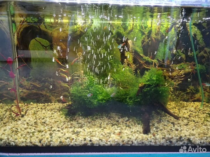 Аквариум с рыбками
