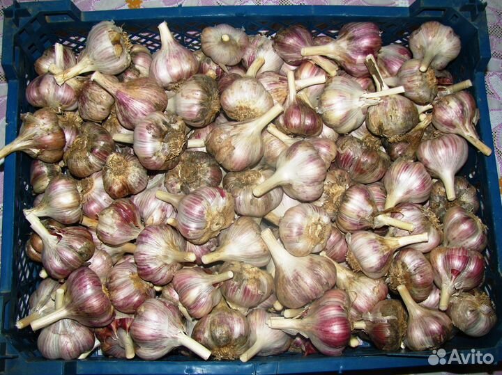 Чеснок озимый на посадку или для еды