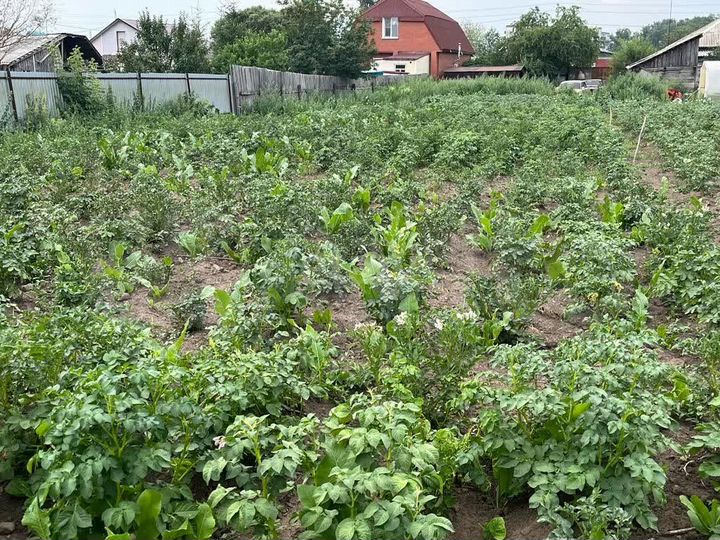 Участок 11,91 га (личное подсобное хозяйство (лпх))