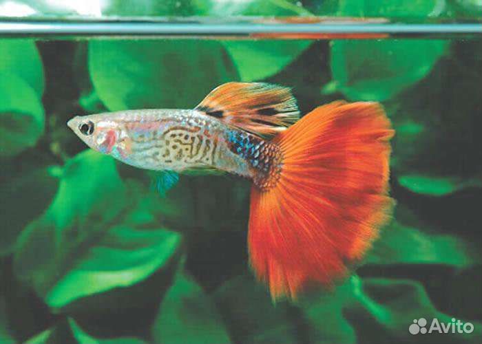 Гуппи, акара бирюзовая, креветки