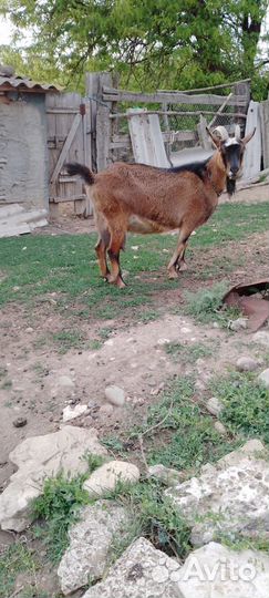 Коза дойная альпийская