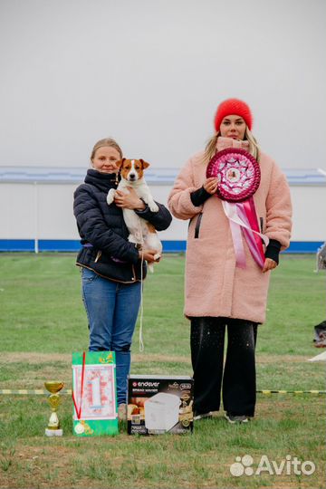 Джек Рассел терьер девочка
