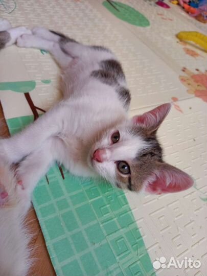 Котёнок ищет семью