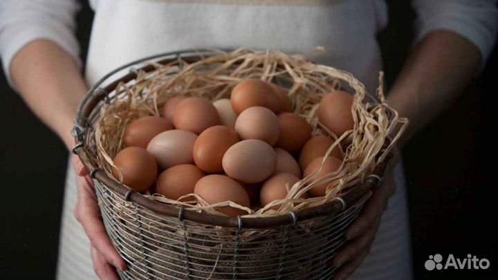 Сотрировщик яиц. Вахта