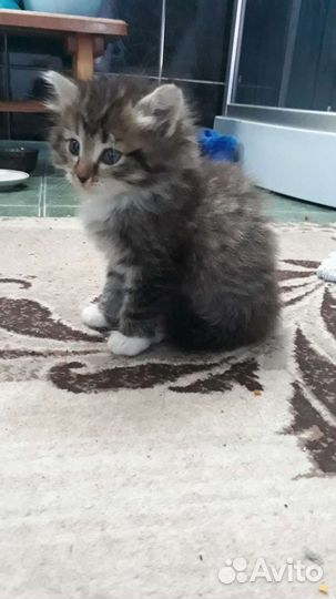 Котята