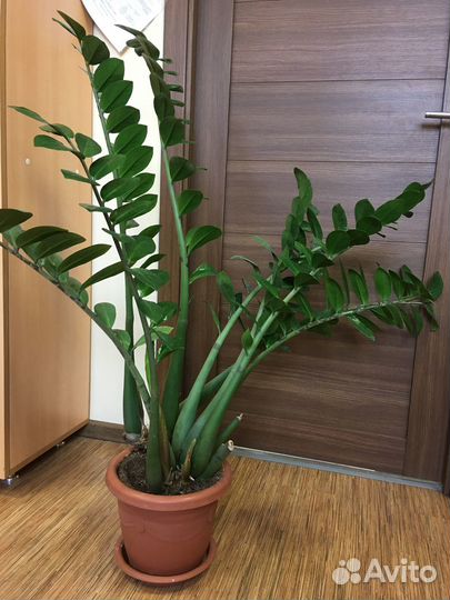 Продам цветы комнатные