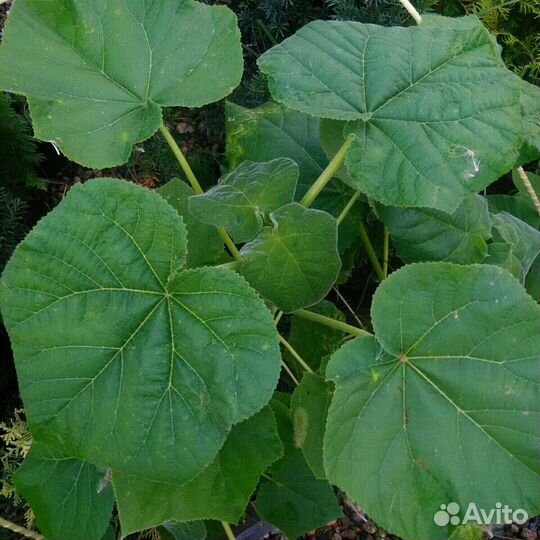 Павловния войлочная