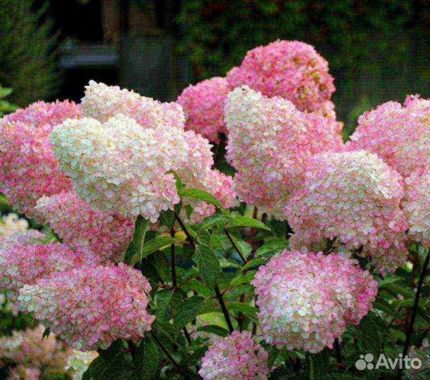 Гортензия Сандей фрайз