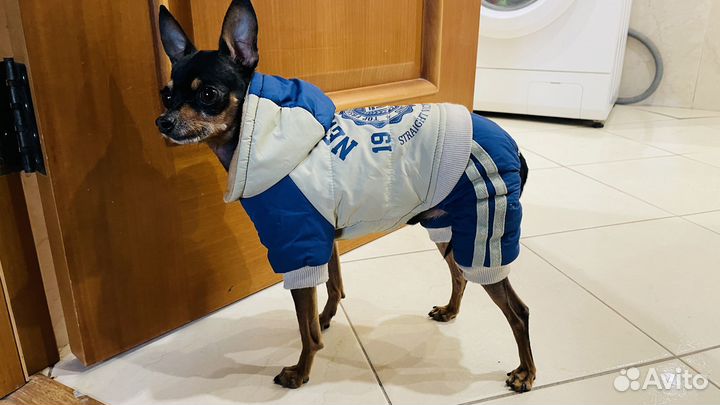 Комбинезон для маленькой собаки
