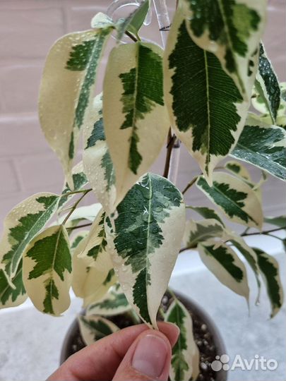 Фикус бенджамина де гантель