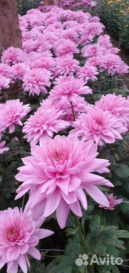 Хризантема