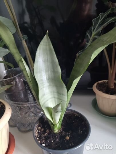 Сансевиерия муншайн, лауретти