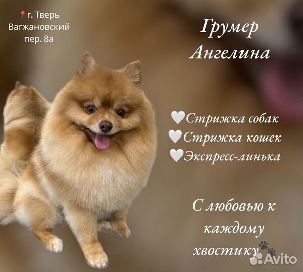 Услуги грумера/Стрижка собак