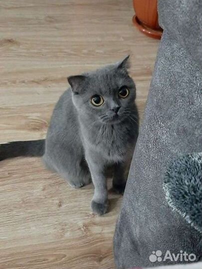 Шотландская вислоухая кошка